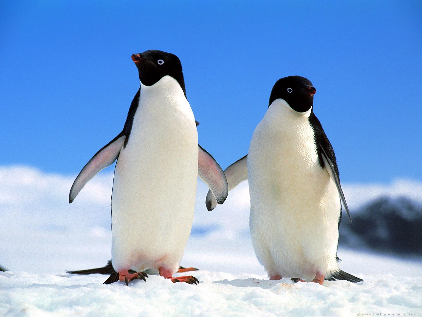 http://vignette3.wikia.nocookie.net/happyfeet/images/9/95/Companions_adelie_penguins.jpg/revision/latest?cb=20140217220120