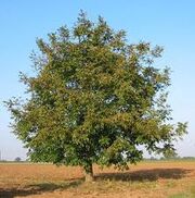 Walnut.jpg