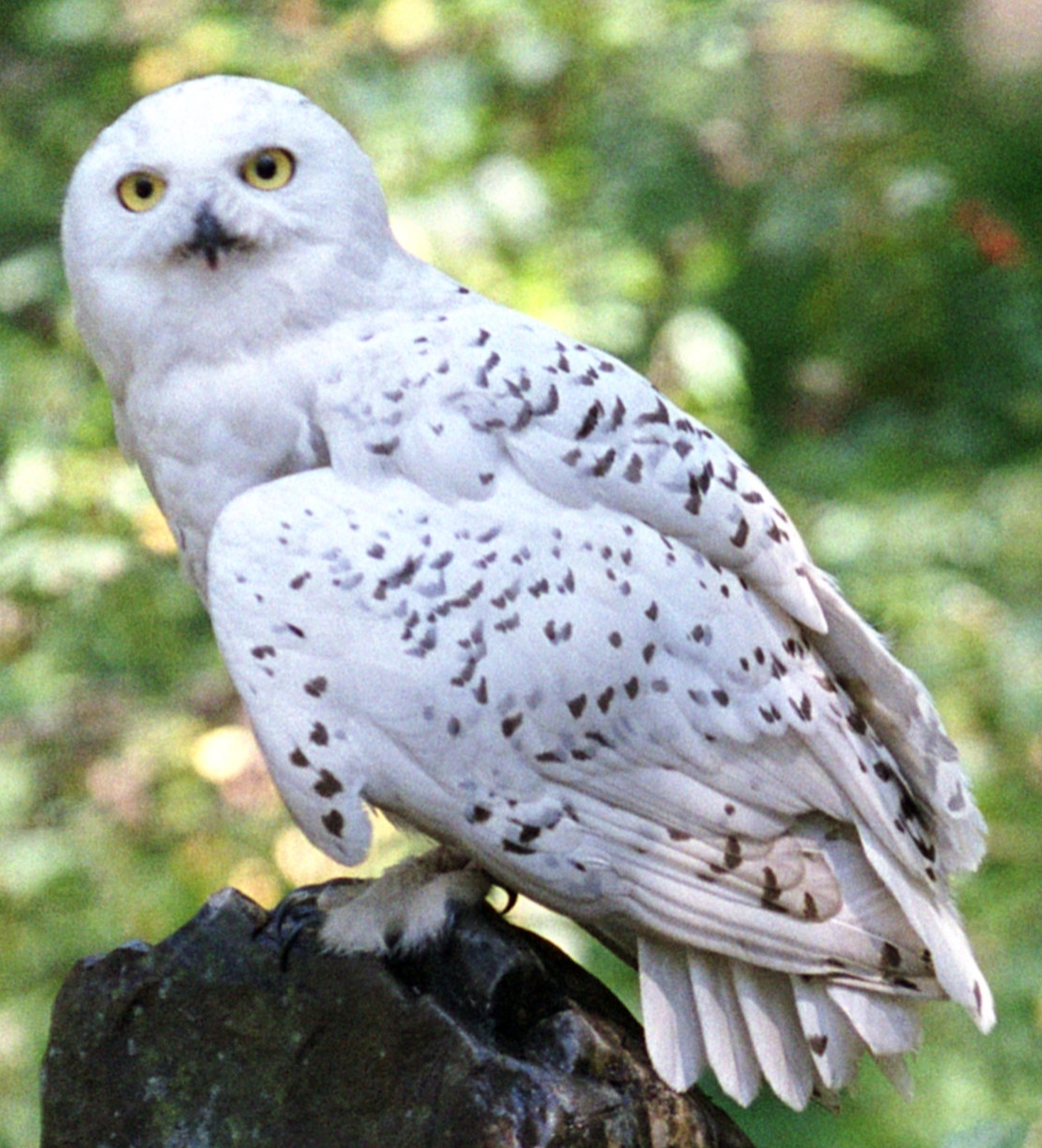 Hedwig Harry Potter Wiki Fandom powered by Wikia