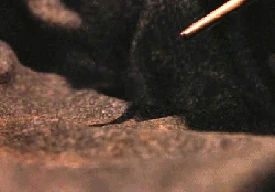 Haftanın Büyüsü: Lacarnum Inflamari 2 latest?cb=20140206141553