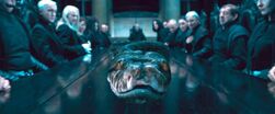 Nagini at Malfoy Manor Dining Table