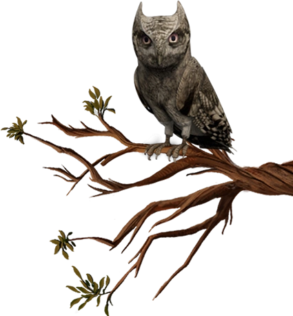 Hibou | Wiki Harry Potter | FANDOM powered by Wikia