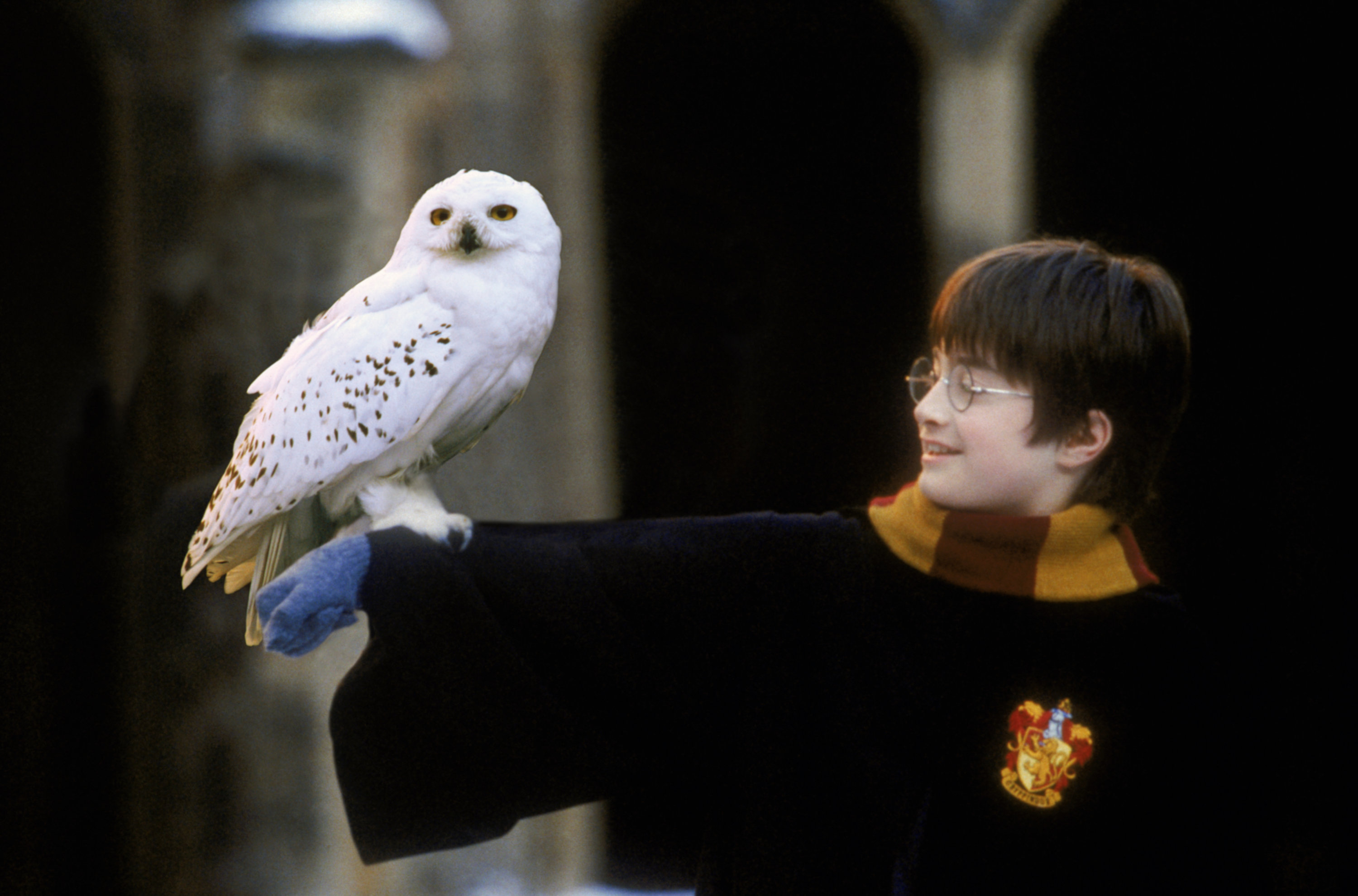 Owl | Harry Potter Wiki | Fandom powered by Wikia