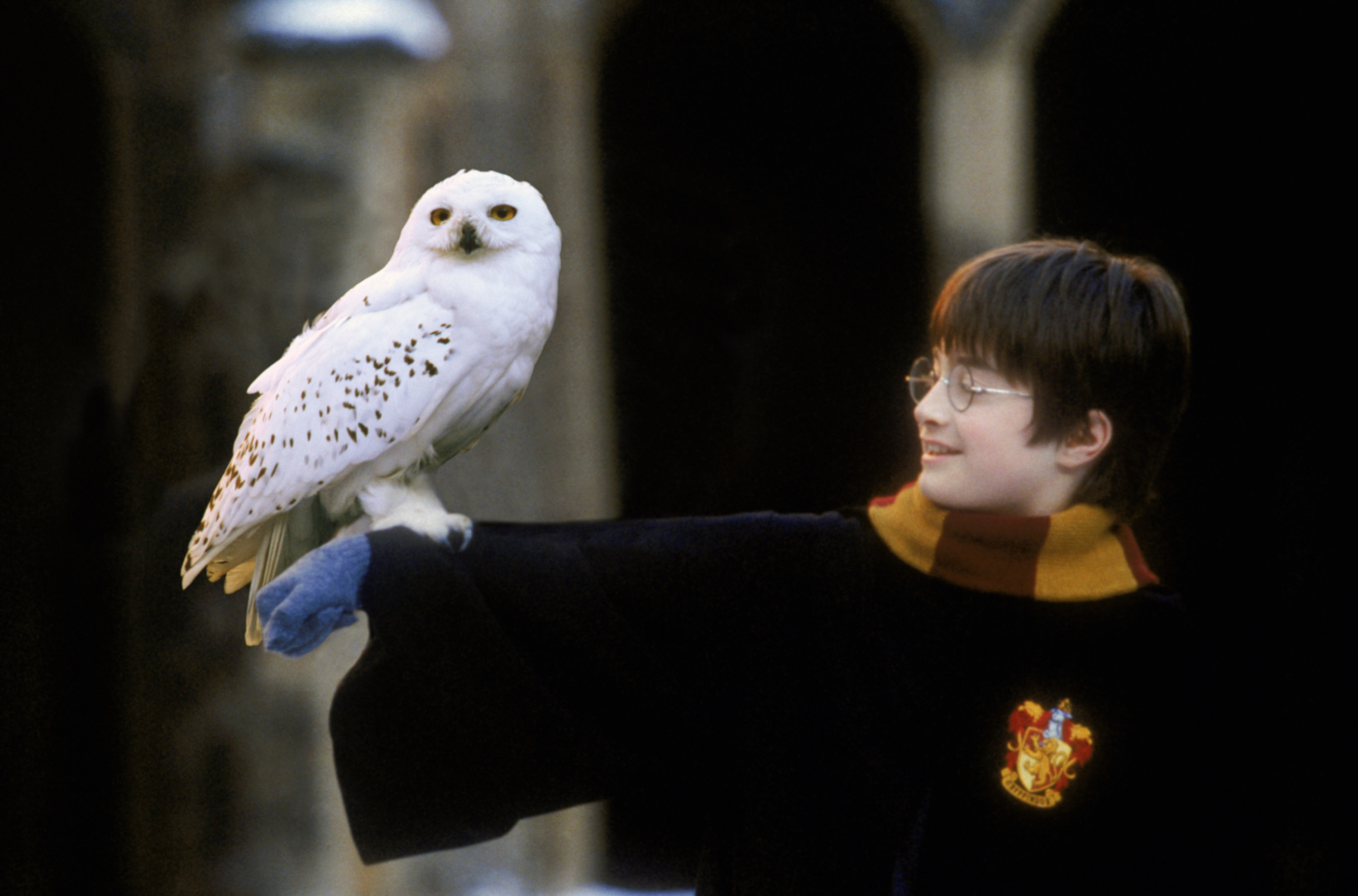 Owl Harry Potter Wiki Fandom powered by Wikia Owl Harry Potter Wiki Fandom powered by Wikia