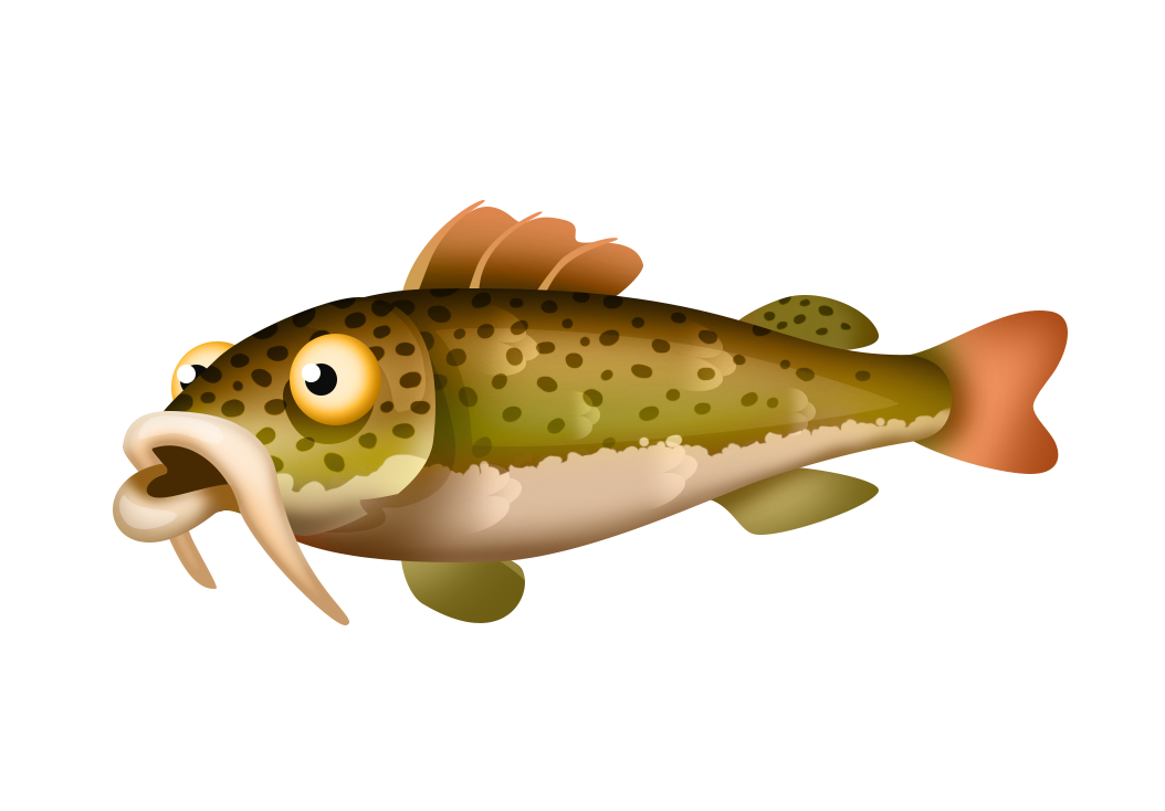 How to tell the sex of a glass catfish