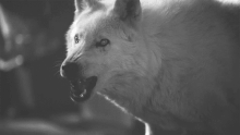 Tumblr mz56d0p9rp1sfi3b5o1 500