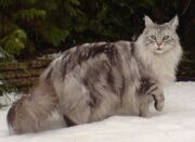 MaineCoonSilver