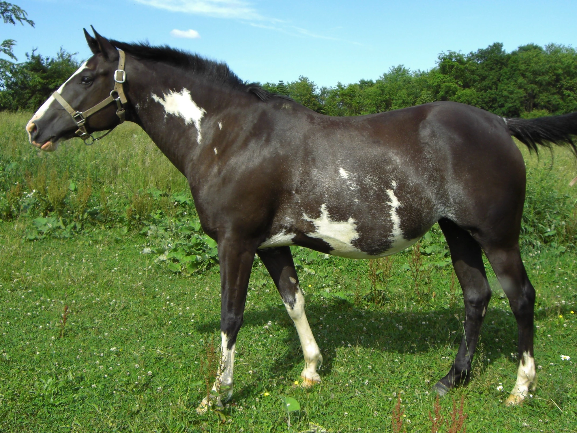 Piebald WikiHorses Fandom powered by Wikia
