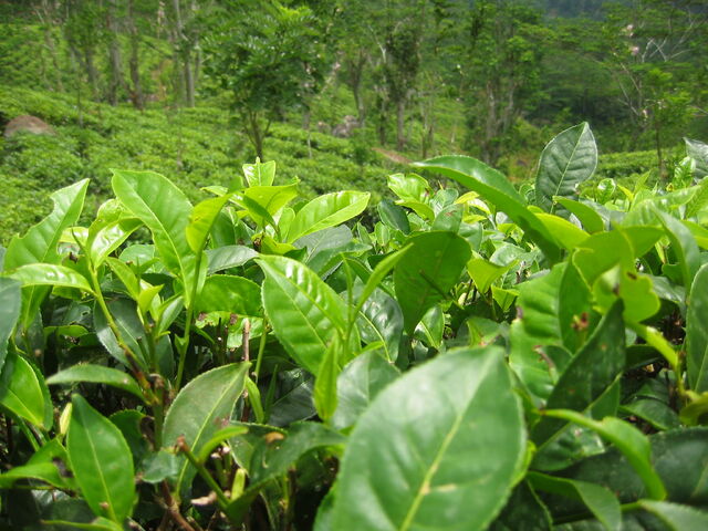 File:Tea plants.jpg