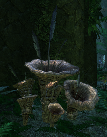 File:Unknownplant2.png