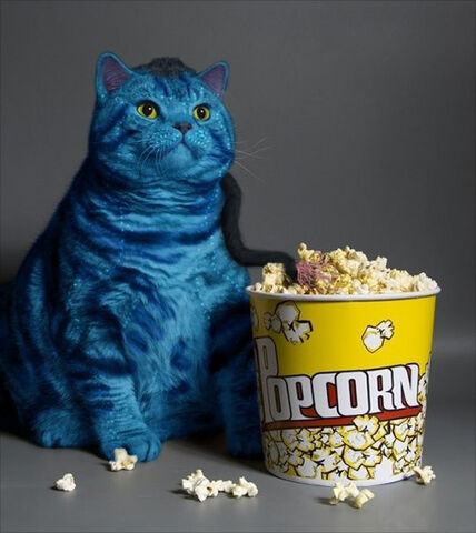 File:AVATAR-CAT.jpg