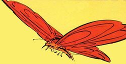 Schmetterling Antares.jpg