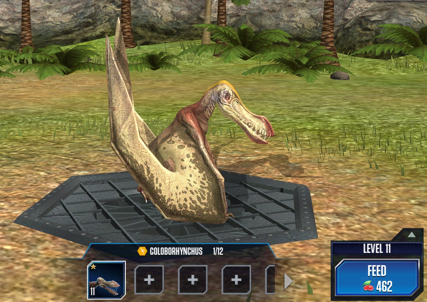 coloborhynchus