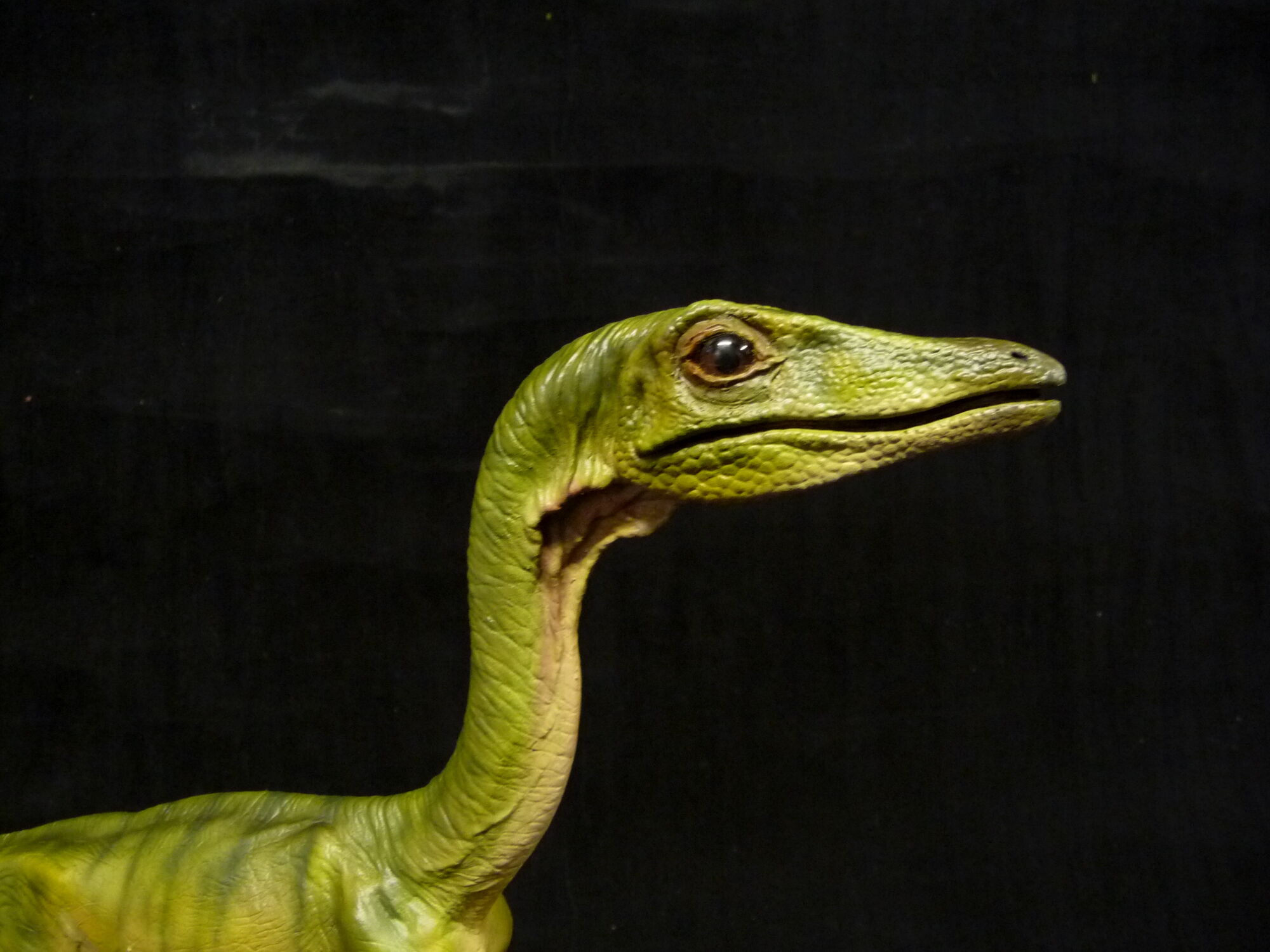 jurassic park 3 compsognathus