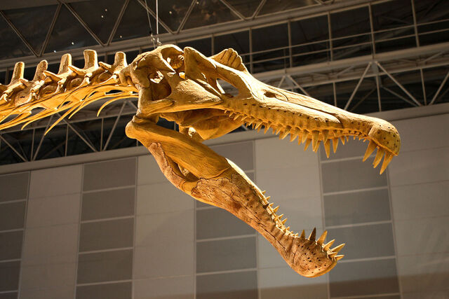 File:Spinosaurus Skull.jpg