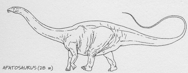 File:Apatosaurus drawing.jpg