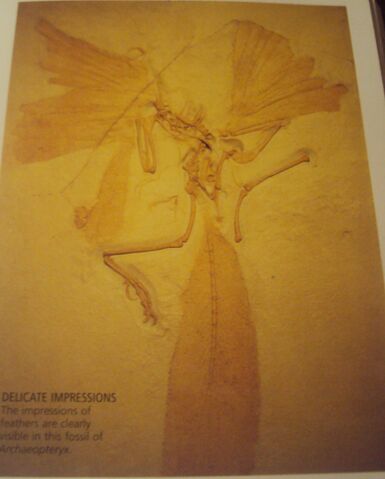 File:Fossil remains of Archaeopteryx.jpg
