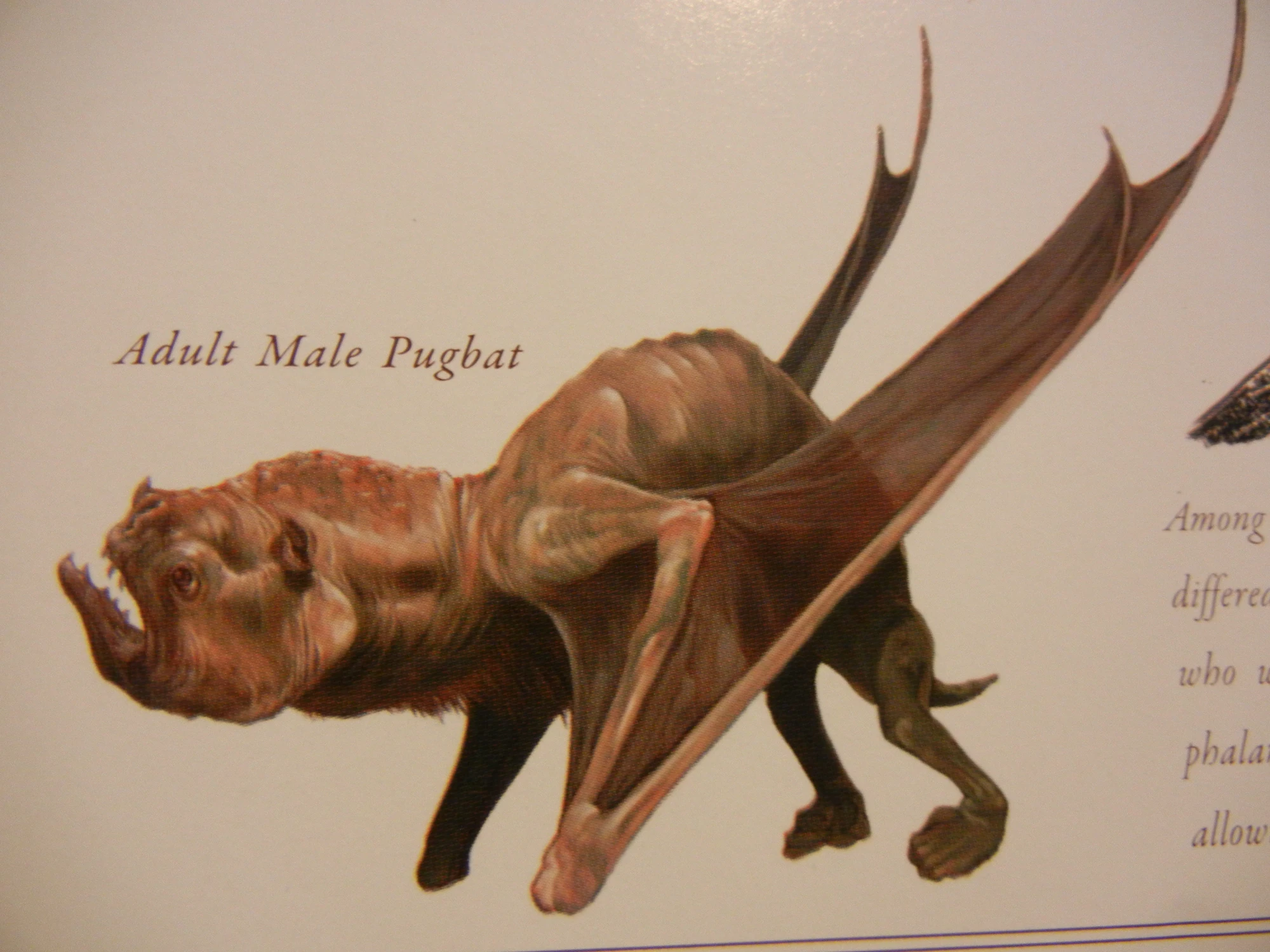 Pugbat King Kong Wiki FANDOM powered by Wikia