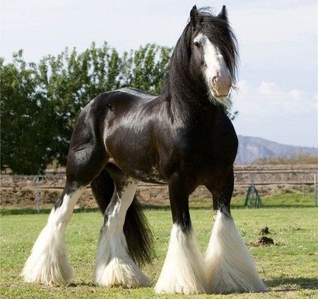 Największy koń świata – Shire horse – konie