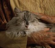 Amiras Cat.jpeg