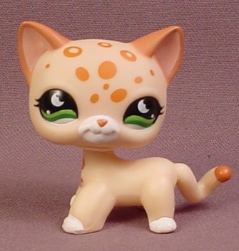 lps leopard shorthair