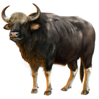 Gaur 