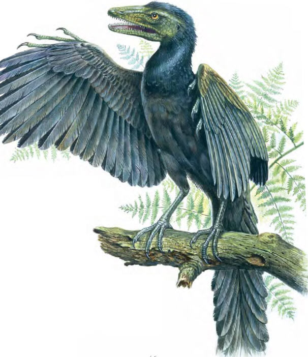 Archaeopteryx Mesozoic Era Wiki Fandom powered by Wikia