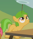 Apple Squash ID