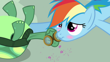 640px-Rainbow Dash affectionatly blushing S3E11.png