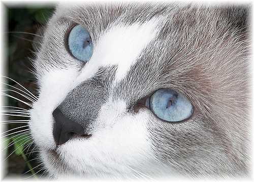 White Cat With Ice Blue Eyes