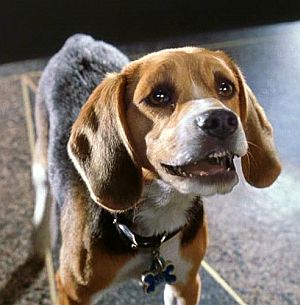 Cats Dogs Movie Character Lou Cats Dogs Movie Character Lou