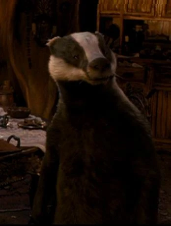 Znalezione obrazy dla zapytania truflogon