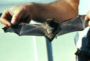 Little Brown Bat