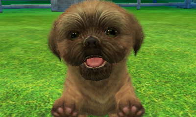 shih tzu personality change shih tzu nintendogs wiki fandom powered by wikia shih tzu personality change shih tzu nintendogs wiki fandom powered by wikia