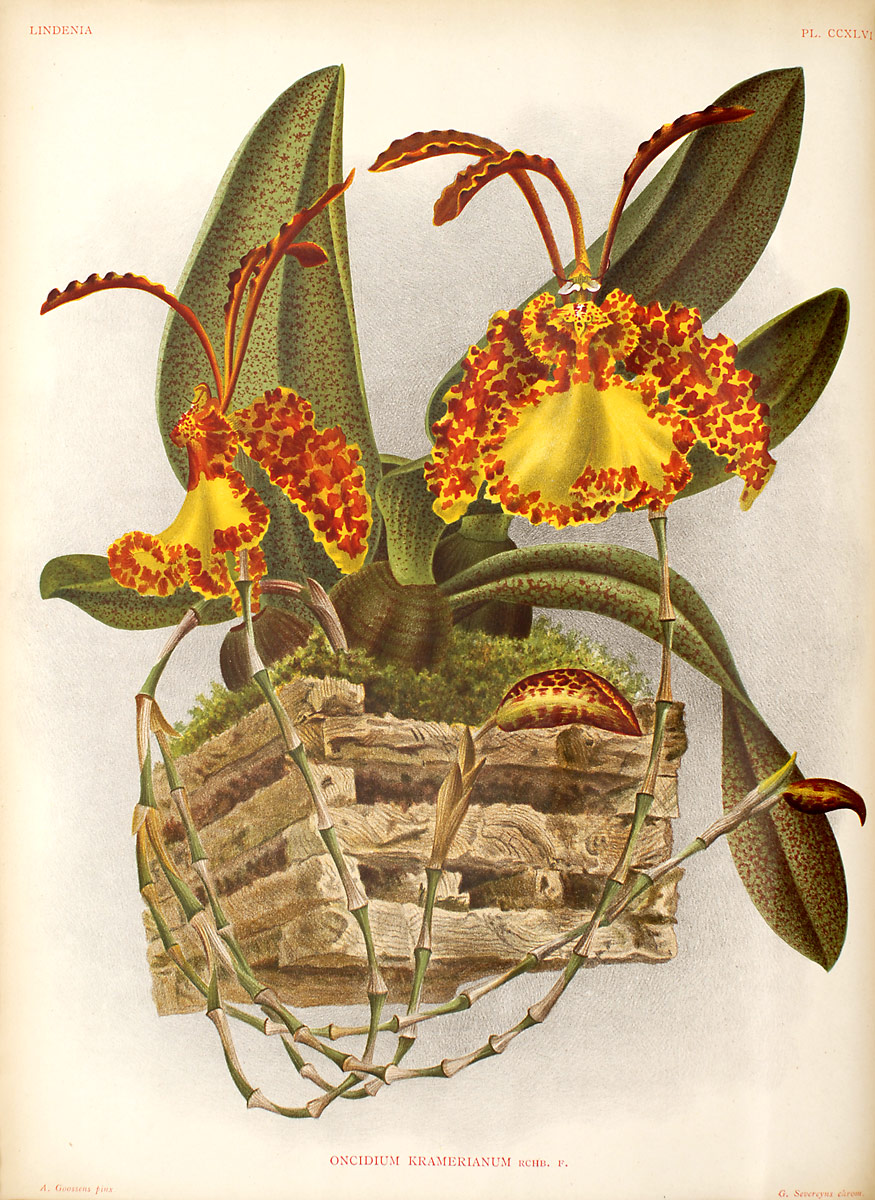 psychopsis orchids wiki fandom powered by wikia ad order