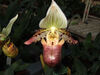 Paphiopedilum venustum 1