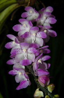 Aerides multiflora