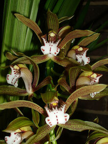 Cymbidium erythraeum