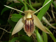 Coelogyne ovalis