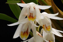 Coelogyne stricta