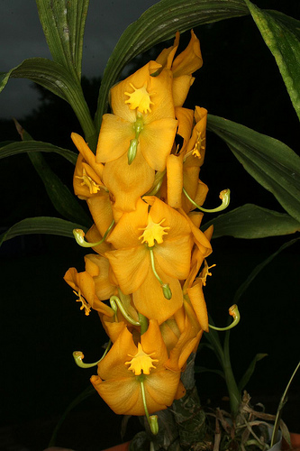cycnoches herrenhusanum orchids wiki fandom powered by edit resume