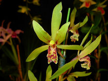 Cymbidium cyperifolium