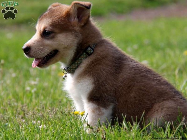 alaskan malamute mix puppies for sale great dane malamute mix breeds picture alaskan malamute mix puppies for sale great dane malamute mix breeds picture
