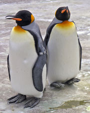 Penguins Edinburgh Zoo 2004 SMC