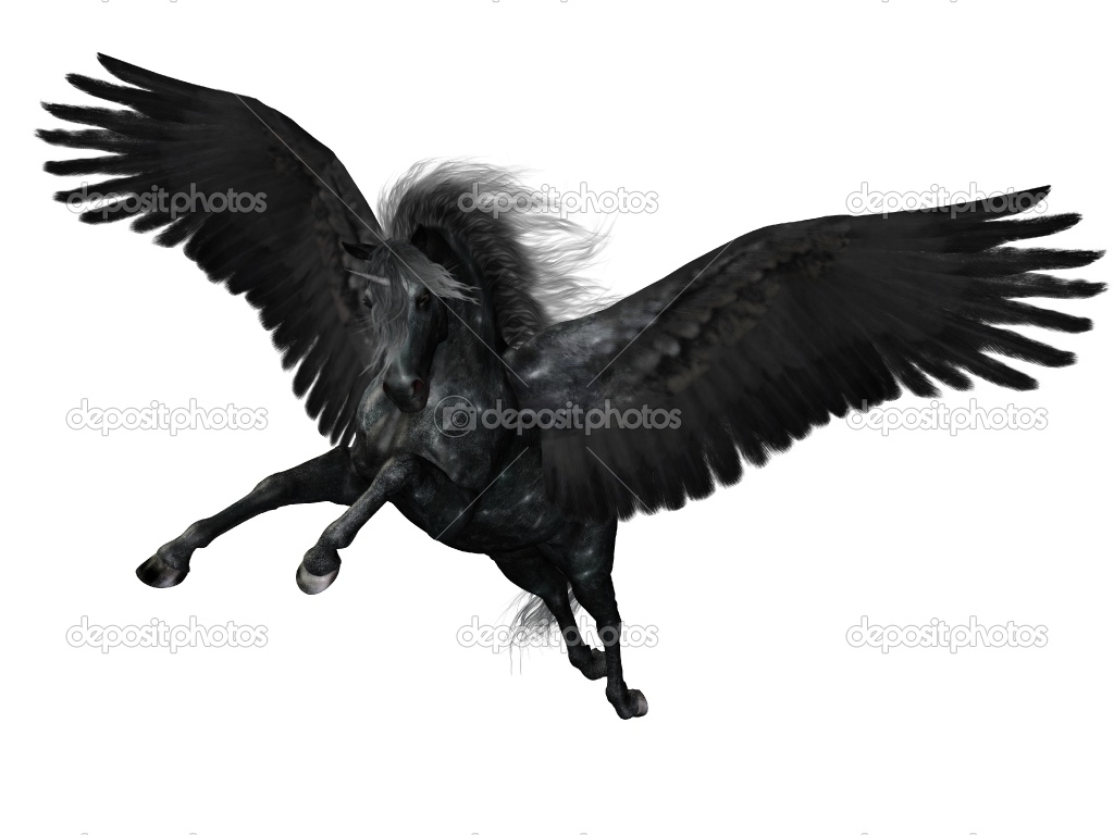 Black Jack Pferd Black Jack Pferd