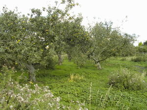 Orchard5