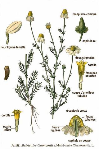 File:399px-182 Matricaria chamomilla L.jpg