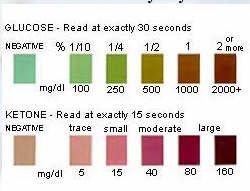 Can Uti In Dogs Cause Weight Loss Can Uti In Dogs Cause Weight Loss