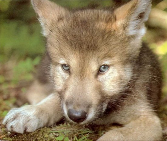 Znalezione obrazy dla zapytania młody wilk zwierzę