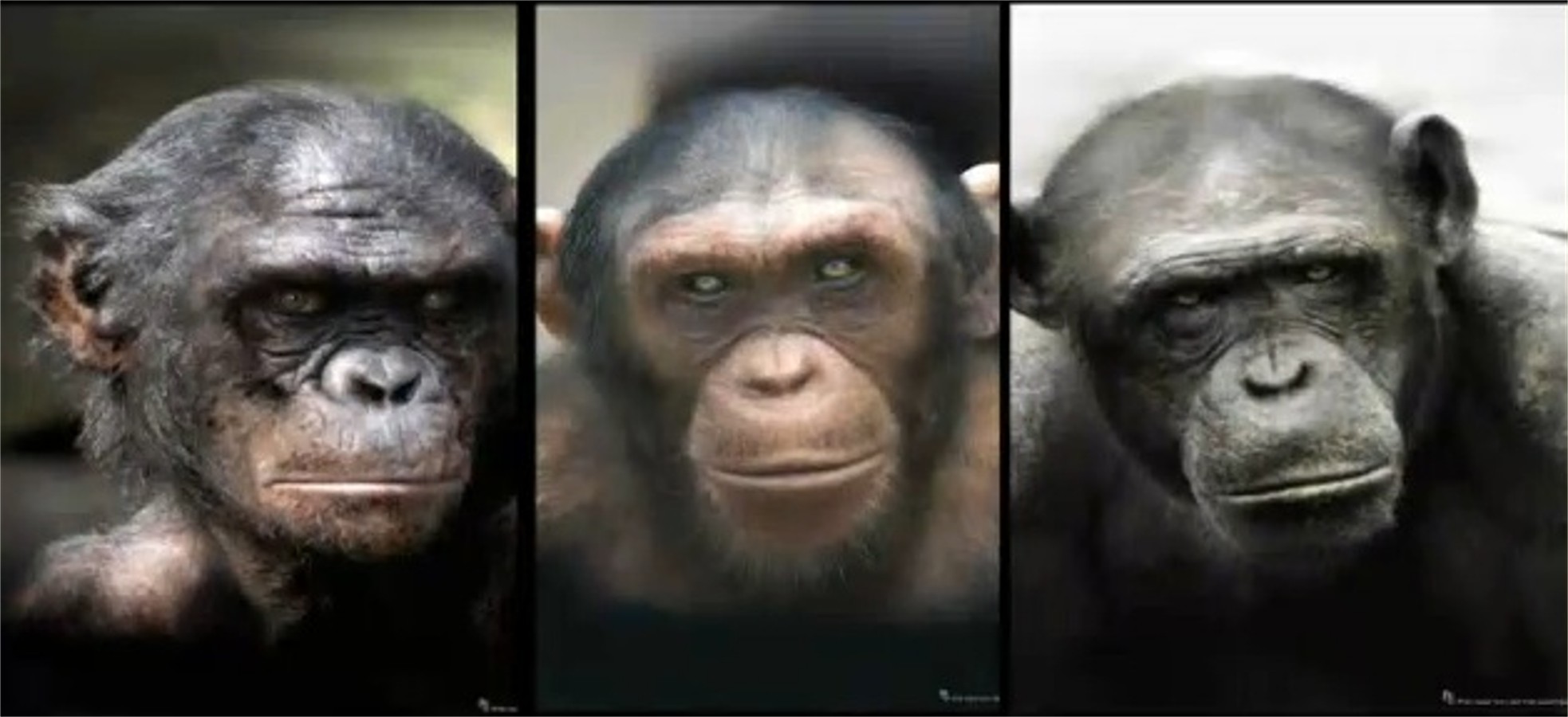 blog talking apes when gender match blog talking apes when gender match